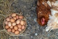 Fresh yellow chicken eggs in the basket on the ground beside the hen group after farmers collect eggs from the farm. Concept of No