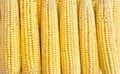 Fresh yellow cobs of maize with kernels  corn . Texture Royalty Free Stock Photo