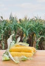 Fresh yellow cobs of maize with kernels ( corn ) on wooden table on background corn field in summer Royalty Free Stock Photo