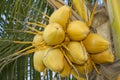 Fresh yellow coconut