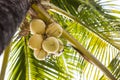 Fresh yellow coconut fruit on the tree under the setting sun