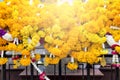 Fresh yellow and colorful flower hanging at the spirits house in