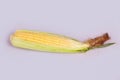 Fresh yellow corn on the cob kernels on a white background. Royalty Free Stock Photo