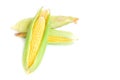 Fresh yellow corn cobs on white background Royalty Free Stock Photo