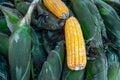 Fresh yellow corn on green husks Royalty Free Stock Photo