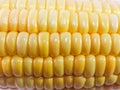 Fresh yellow corn photo closeup isolates by white bckground Royalty Free Stock Photo