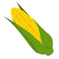 Fresh yellow corn vector isolated. Natural product