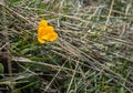 Fresh yellow crocus in the snow melting, Greece Royalty Free Stock Photo