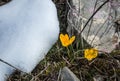 Fresh yellow crocus in the snow melting, Greece Royalty Free Stock Photo