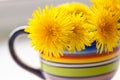 Yellow dandelion in bright cup Royalty Free Stock Photo