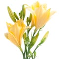 Fresh yellow day lilies with waterdrops Royalty Free Stock Photo