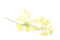 Fresh yellow dill flowers isolated on white Royalty Free Stock Photo