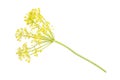 Fresh yellow dill flowers isolated on white Royalty Free Stock Photo