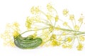 Fresh yellow dill flowers isolated on white Royalty Free Stock Photo