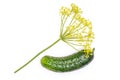 Fresh yellow dill flowers isolated on white Royalty Free Stock Photo