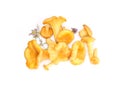 Fresh yellow edible mushroom chanterelles pile on white backgroun