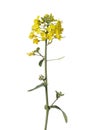 Fresh yellow field mustard flower