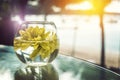 Fresh yellow flower floating on the water in short vase Royalty Free Stock Photo