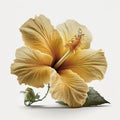 Fresh yellow flower hibiscus isolated Royalty Free Stock Photo
