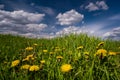 Common dandelion grow in bright green grass of boundless farmland field, on deep blue spring sky Royalty Free Stock Photo