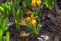 Fresh yellow flowers crocuses, spring flowers background in the wild nature. Seasonal crocus in early spring.