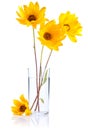 Fresh yellow flowers in glass water Isolated
