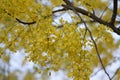 Fresh yellow flowers of Summer in Maharashtra India