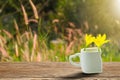 Fresh yellow flowers in white cup with heart shaped holder on grunge wooden tabletop on blurred grass flowers field in garden Royalty Free Stock Photo