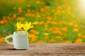 Fresh yellow flowers in white cup with heart shaped holder on grunge wooden tabletop on blurred meadow in garden Royalty Free Stock Photo