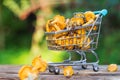 Fresh yellow forest chanterelle mushrooms basket Royalty Free Stock Photo