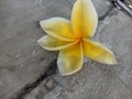 Fresh yellow frangipani flowersFresh yellow frangipani flowers on a rock