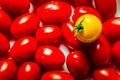 Fresh Yellow grape tomato on top of red grape tomoatoes Royalty Free Stock Photo