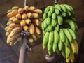 Fresh yellow and green bananas