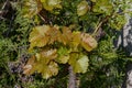 Fresh yellow green leaves on branches of grapevine on blurred background of thuja bush. Grape foliage in springtime. Nature Royalty Free Stock Photo