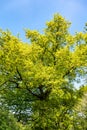 Crown of oak tree, old oak tree with fresh green leaves in spring. Royalty Free Stock Photo