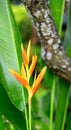 Fresh Yellow Heliconia Flower on the Wooden Bark Background Royalty Free Stock Photo