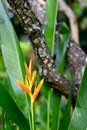 Fresh Yellow Heliconia Flower on the Wooden Bark Background Royalty Free Stock Photo