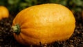 Fresh yellow honeyboat squash on soil with water droplets reflecting light Royalty Free Stock Photo