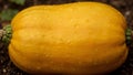 Fresh yellow honeyboat squash on soil with water droplets reflecting light Royalty Free Stock Photo