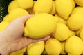 Fresh yellow lemon in a female hand against the background of a pile of lemons in a box in a store. Choice or selection Royalty Free Stock Photo