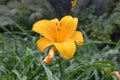 Fresh yellow Lilly flower Royalty Free Stock Photo