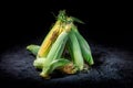 Fresh yellow maize. Raw organic sweet corn cobs Royalty Free Stock Photo