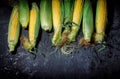 Fresh yellow maize. Raw organic sweet corn cobs Royalty Free Stock Photo