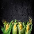 Fresh yellow maize. Raw organic sweet corn cobs Royalty Free Stock Photo