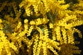Mimose Royalty Free Stock Photo