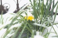 Fresh yellow Narcissus flower covered by white snow in early spring Royalty Free Stock Photo