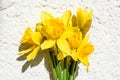 Fresh yellow narcissus on white background with shadow Royalty Free Stock Photo