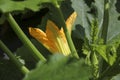 Fresh yellow and orange zucchini flower Royalty Free Stock Photo