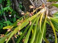 fresh yellow orchid flower blooming in botany garden. long root out of pot. green leaves long planr Royalty Free Stock Photo