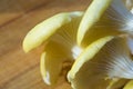 fresh yellow oyster mushrooms on a bamboo Board Royalty Free Stock Photo